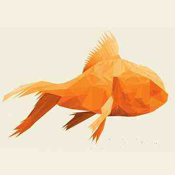 Goldfish